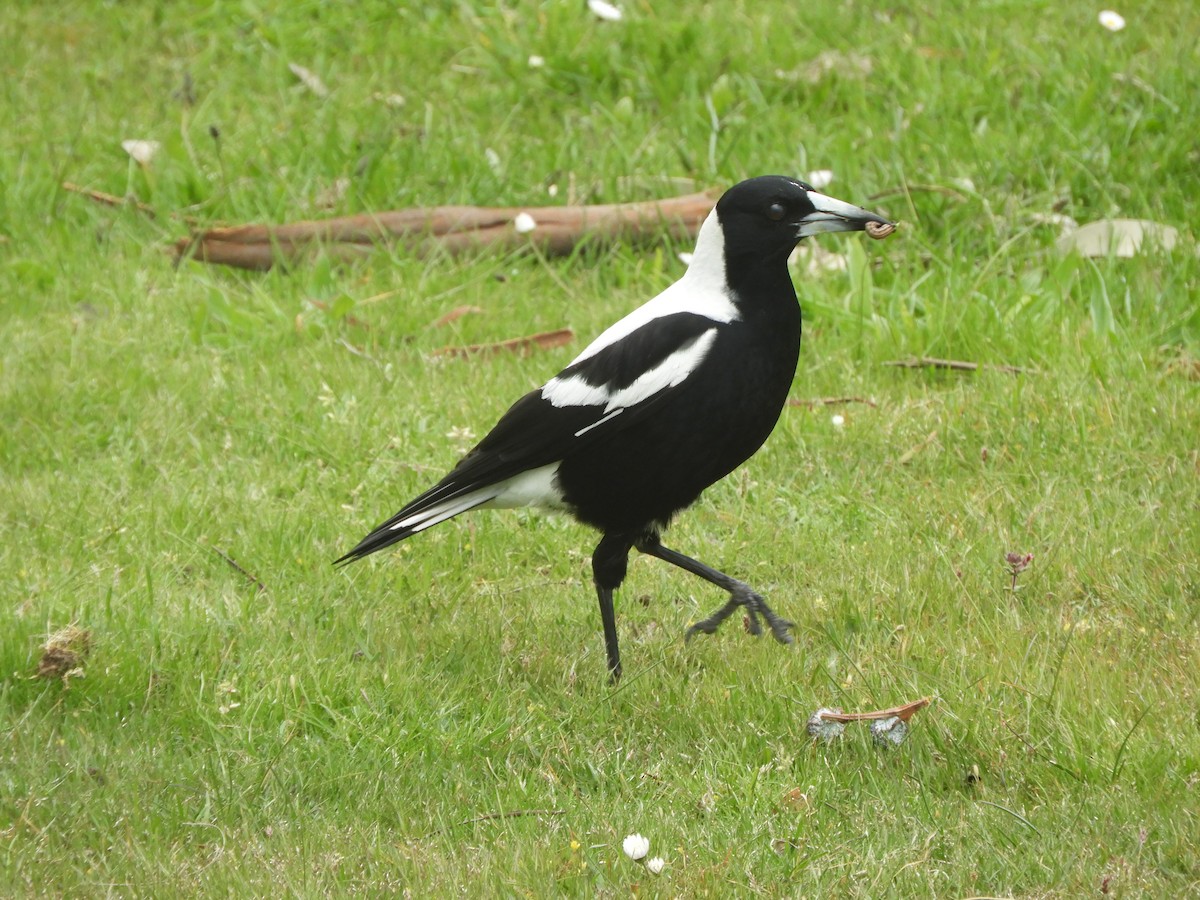 Cassican flûteur - ML644339849