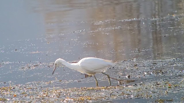 Little Blue Heron - ML644339865