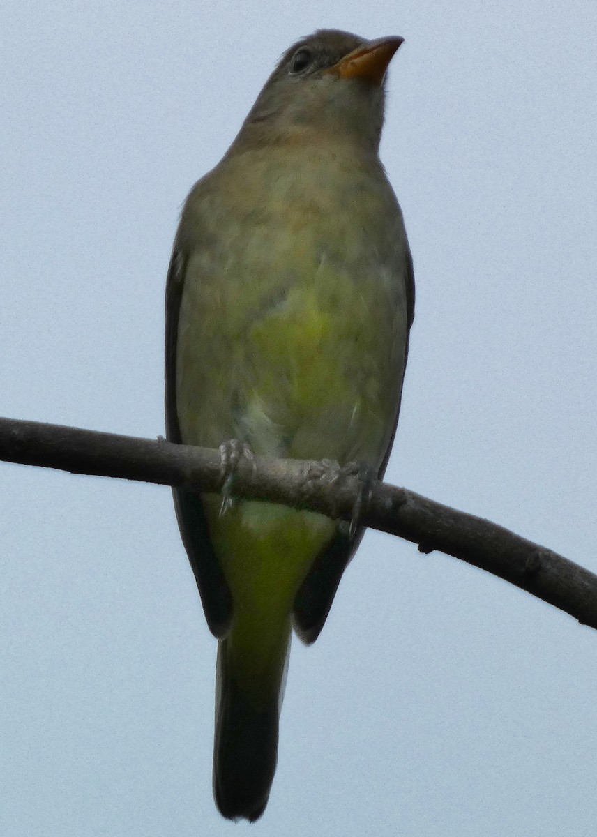 Western Tanager - ML644339869