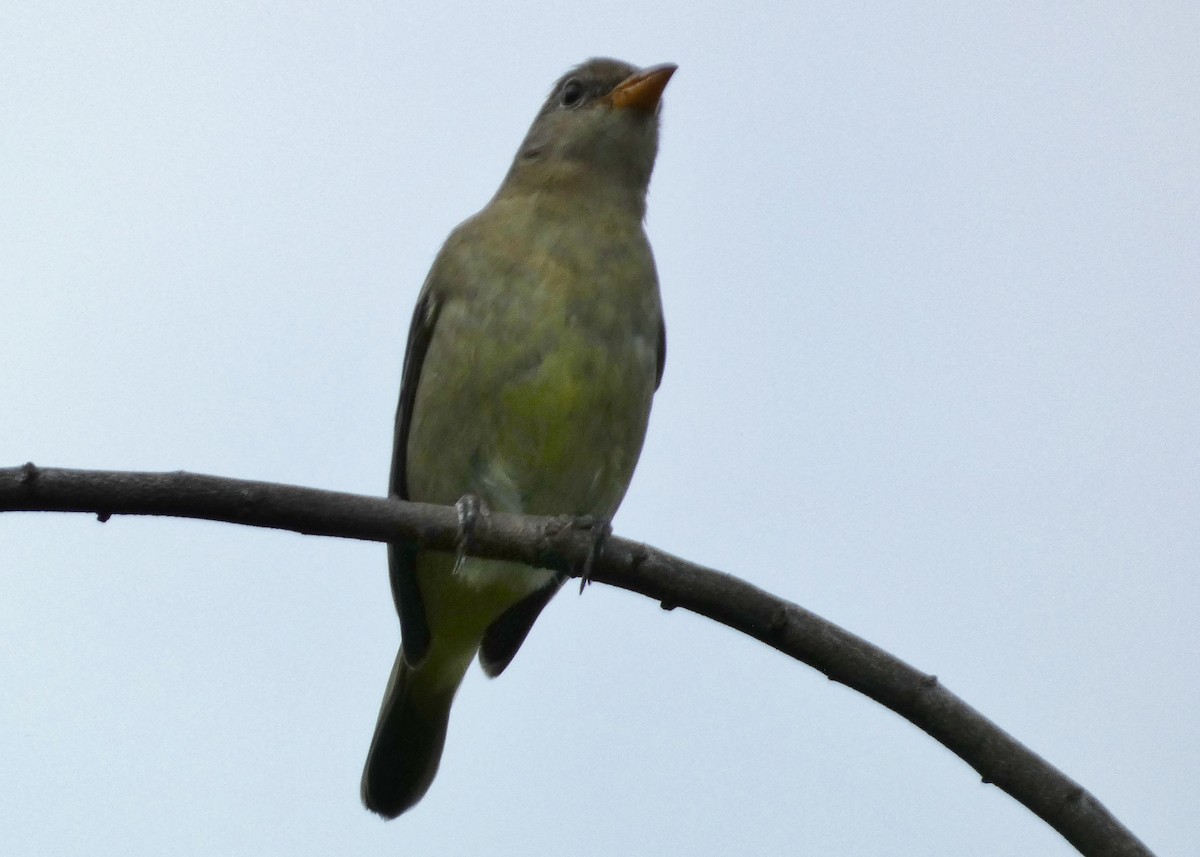 Western Tanager - ML644339870