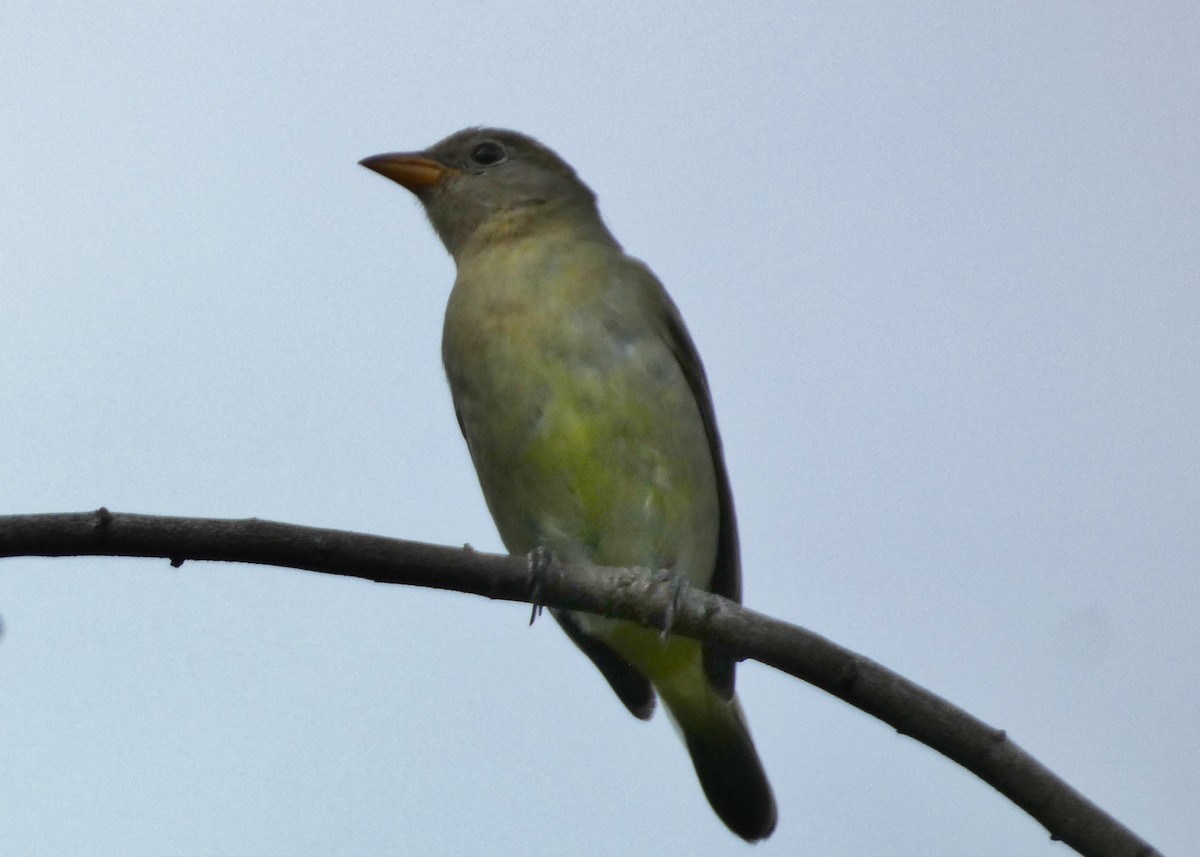 Western Tanager - ML644339871