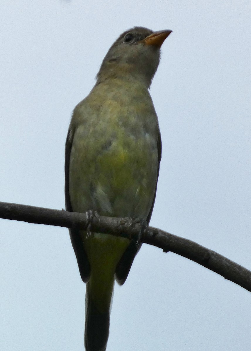 Western Tanager - ML644339872