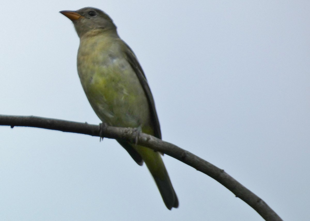 Western Tanager - ML644339873