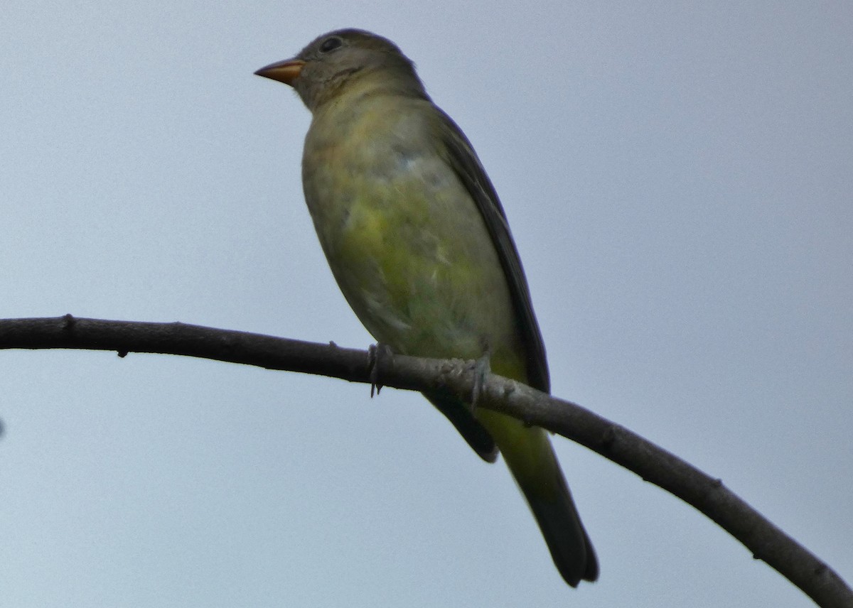 Western Tanager - ML644339874