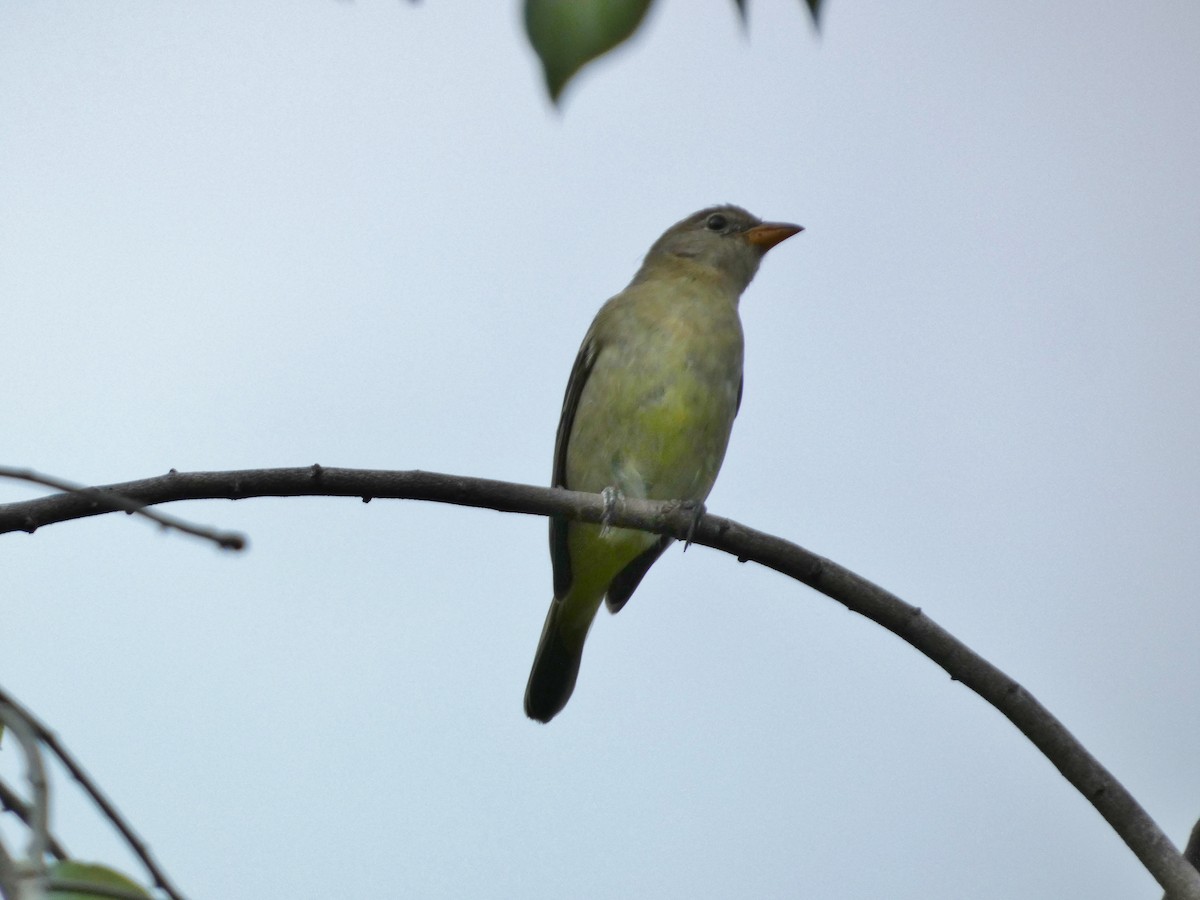 Western Tanager - ML644339875