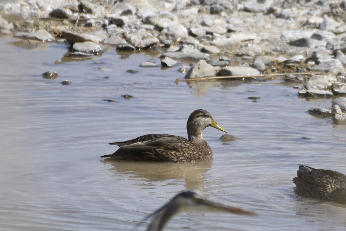 Mexican Duck - ML644339881