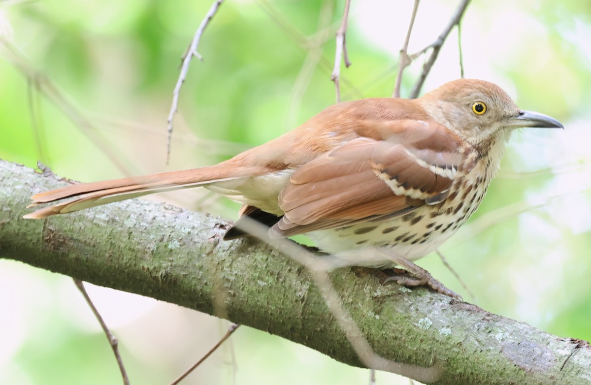 brunspottefugl - ML644339902