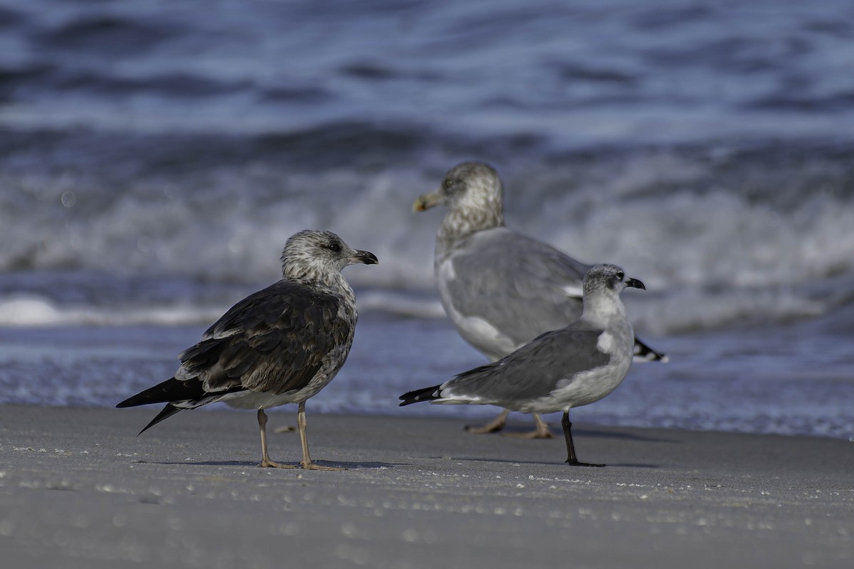 ワライカモメ - ML644339921