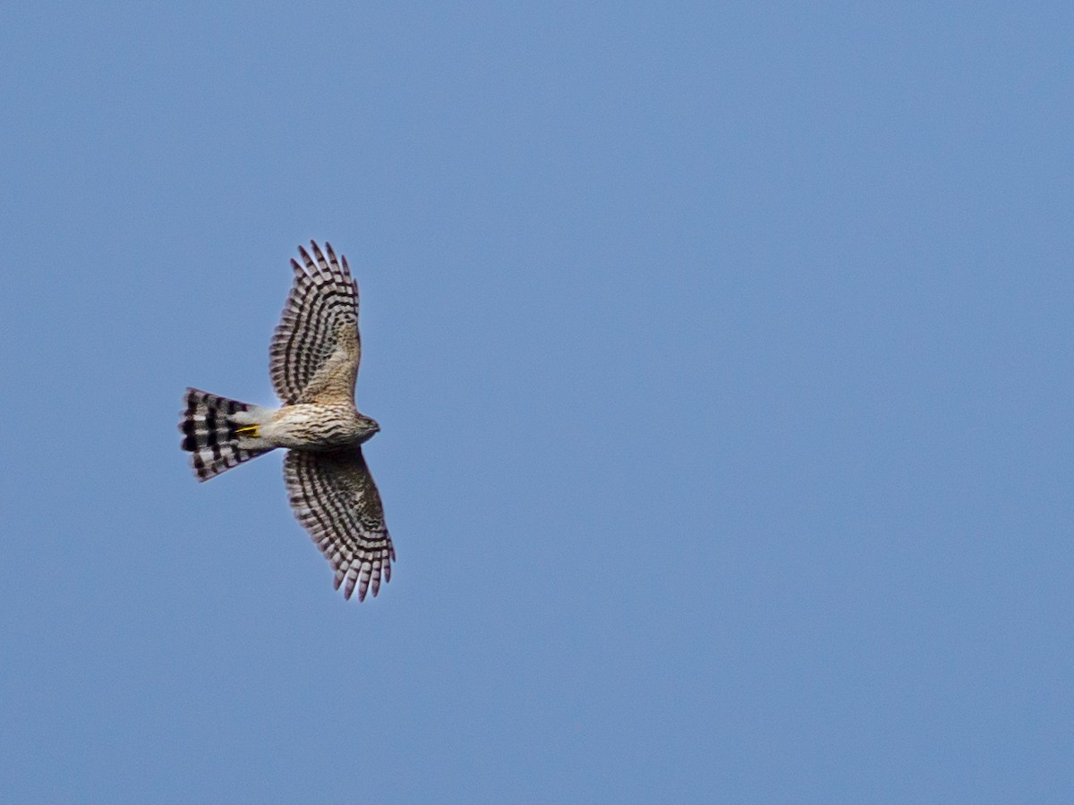 krahujec americký - ML644339935