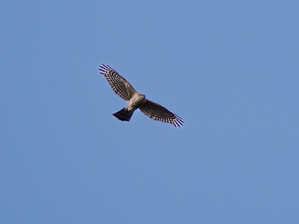 krahujec americký - ML644339936