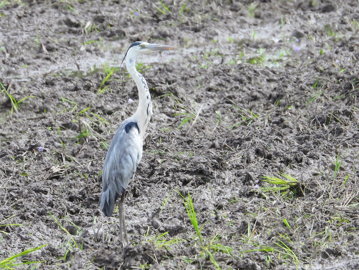 Gray Heron - ML644339963