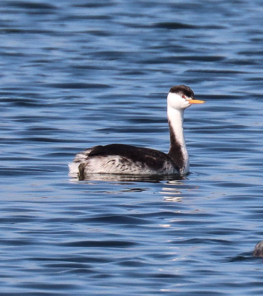 Grèbe à face blanche - ML644339971
