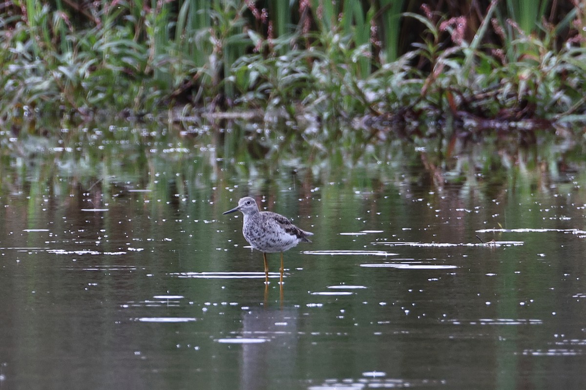 Коловодник строкатий - ML644339983