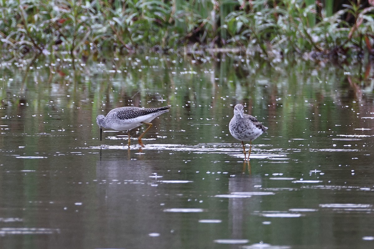 Коловодник строкатий - ML644339984