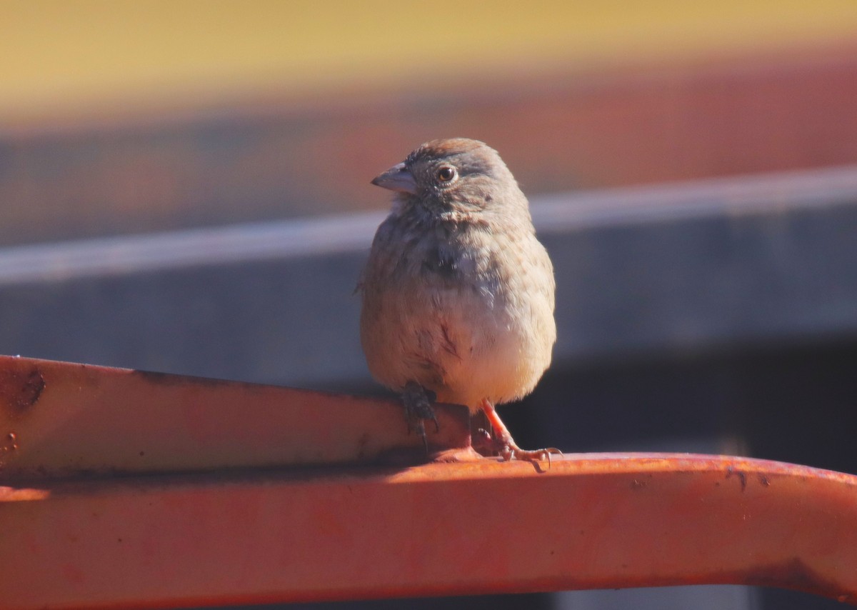 ムジトウヒチョウ - ML644339992