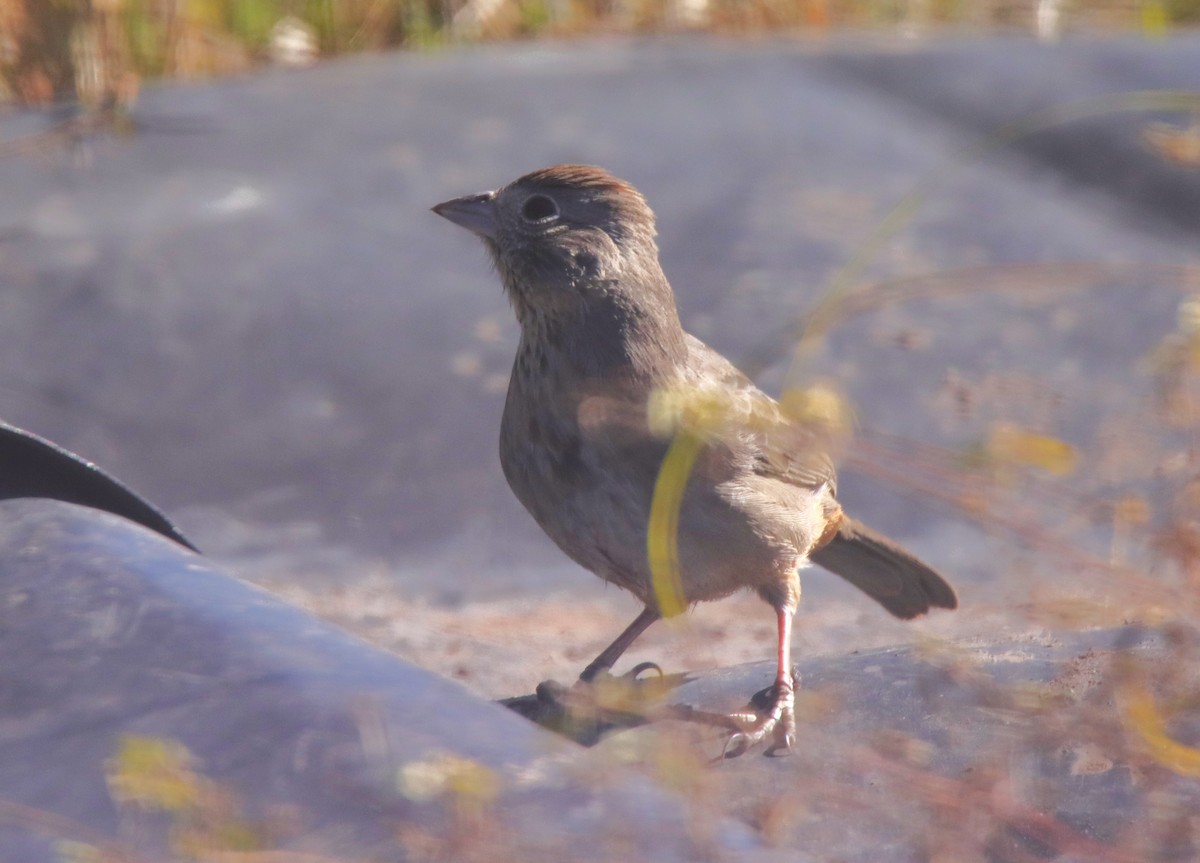 ムジトウヒチョウ - ML644340009