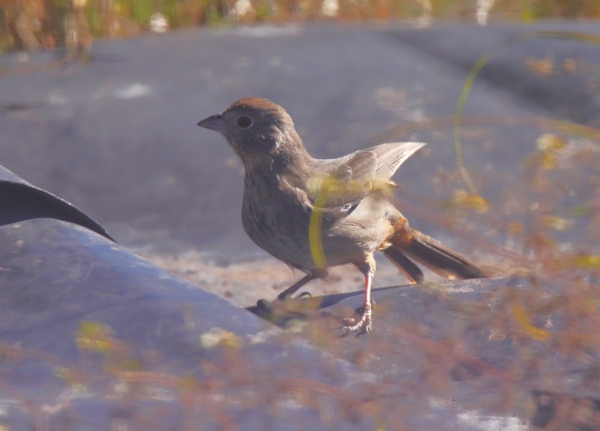 ムジトウヒチョウ - ML644340015