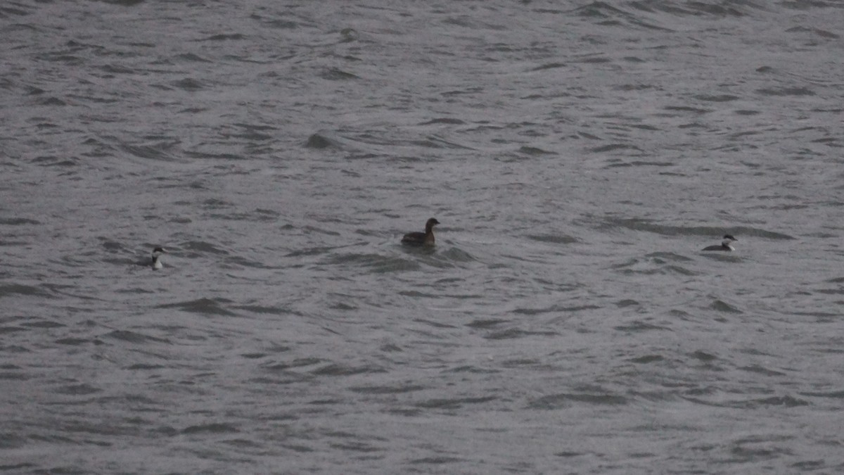 horndykker - ML644340033