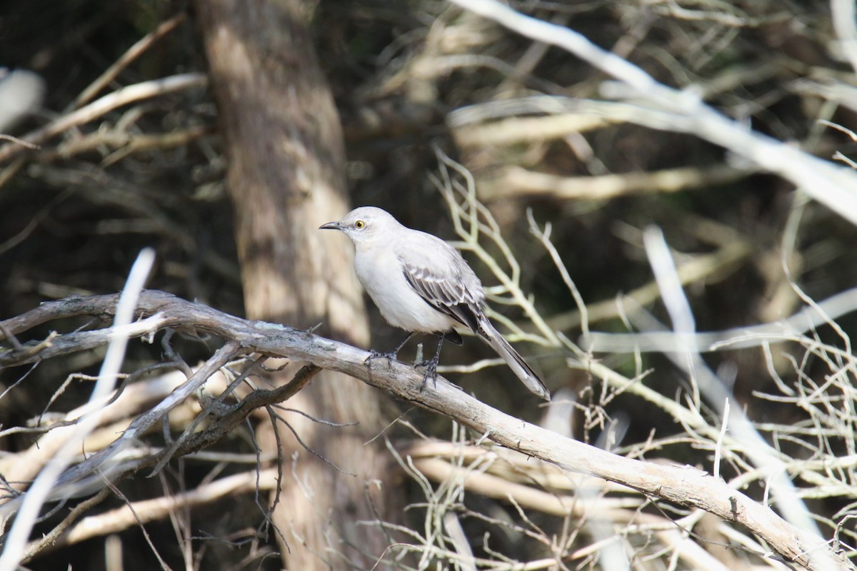 Sinsonte Norteño - ML644340041