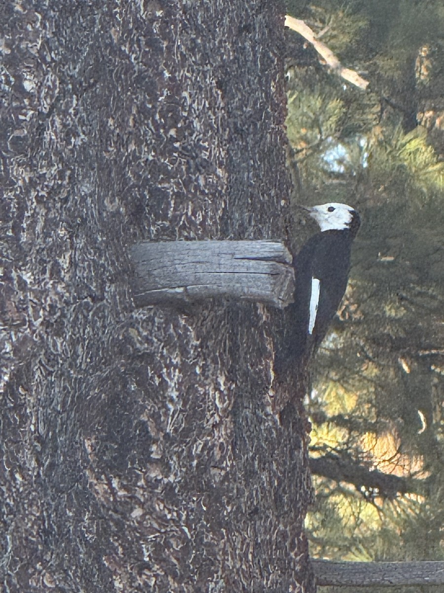 hvithodespett - ML644340042