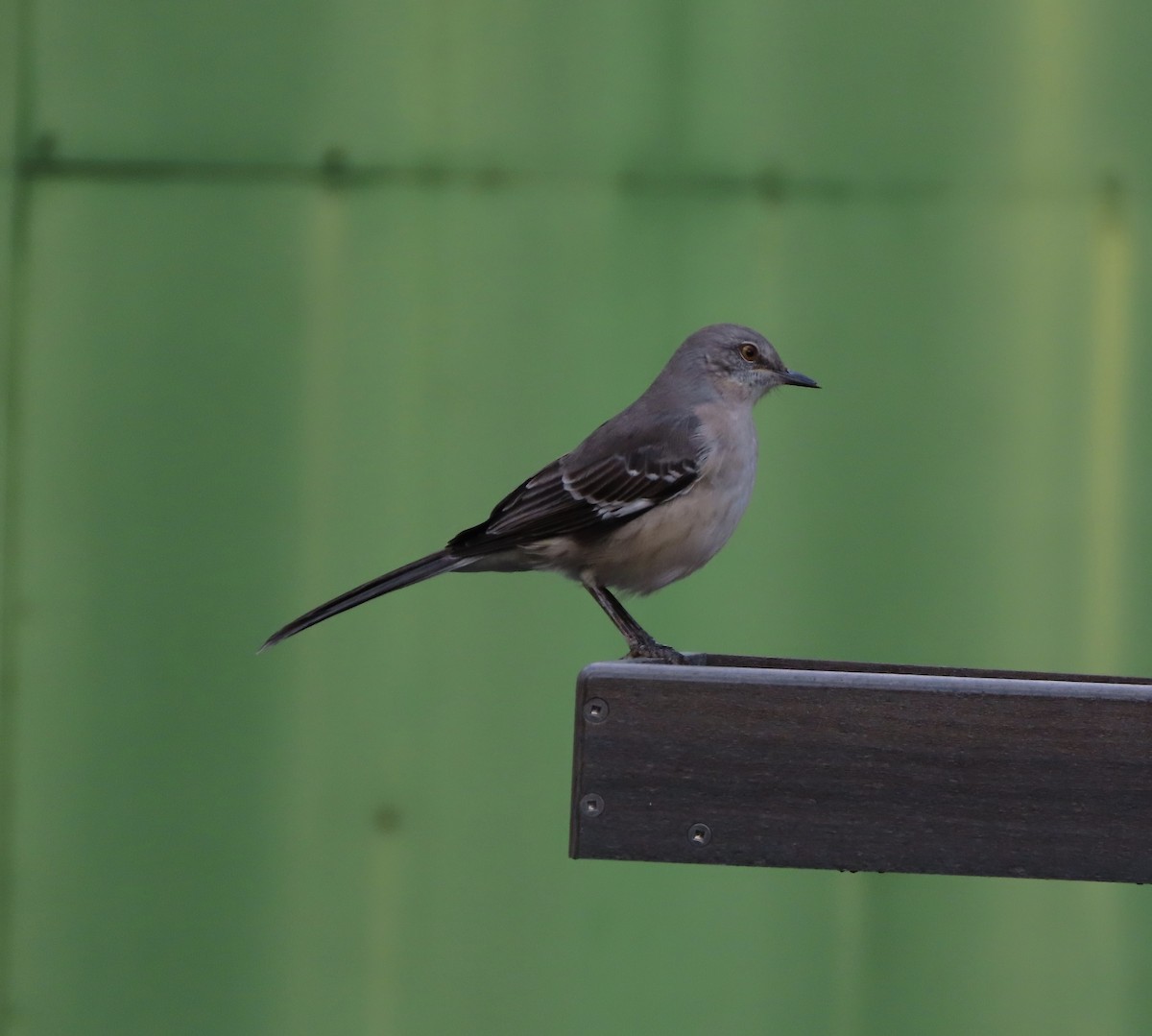 Sinsonte Norteño - ML644340046