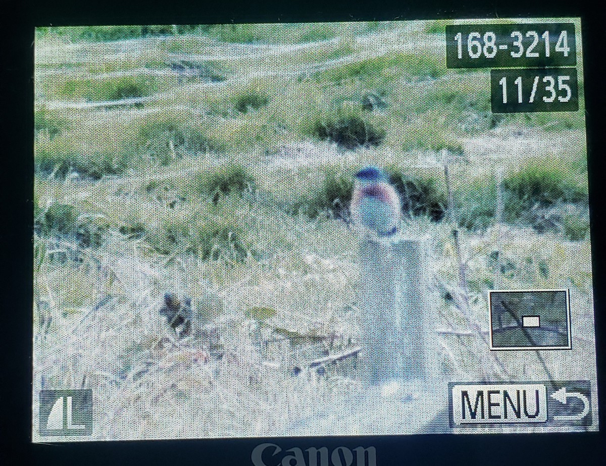 Western Bluebird - ML644340050