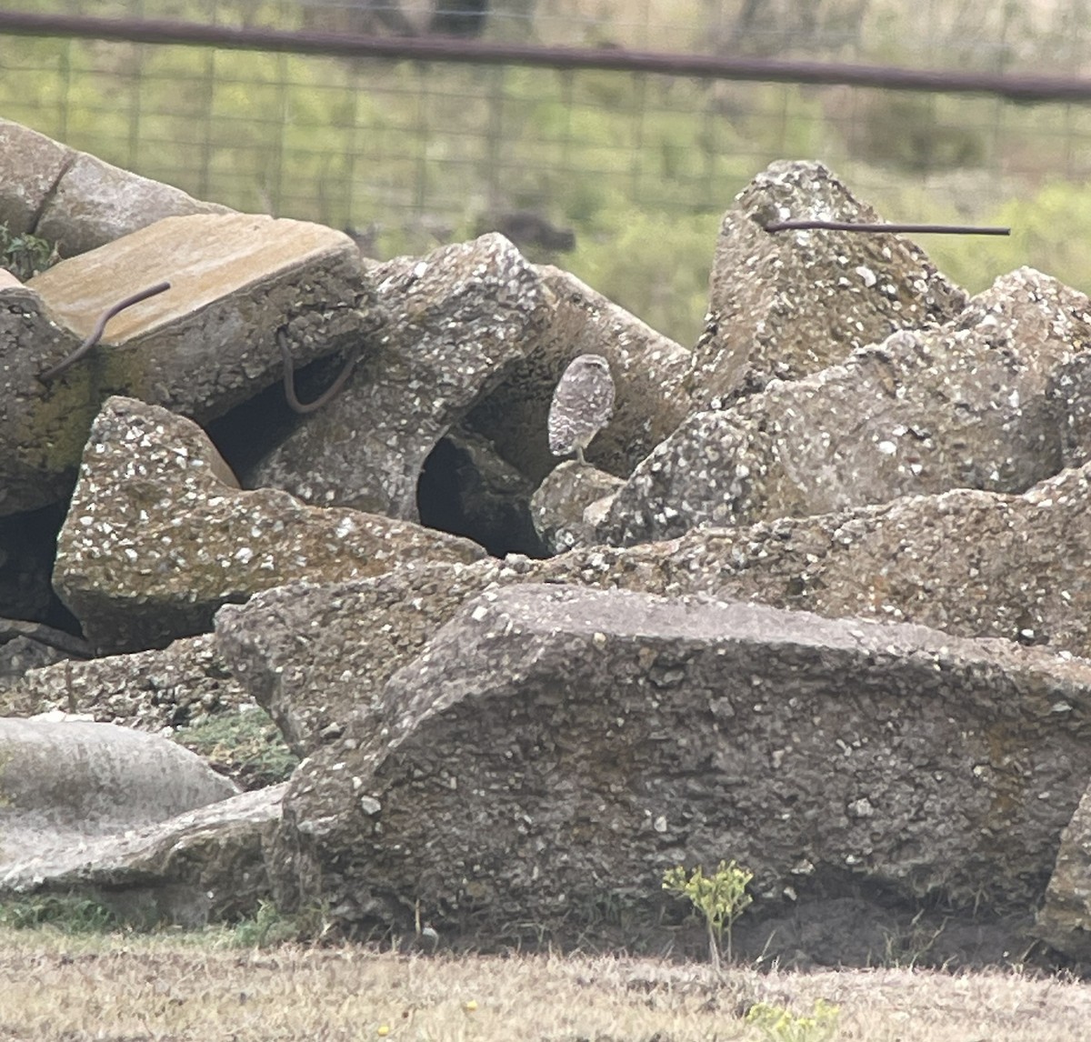 Burrowing Owl - ML644340053