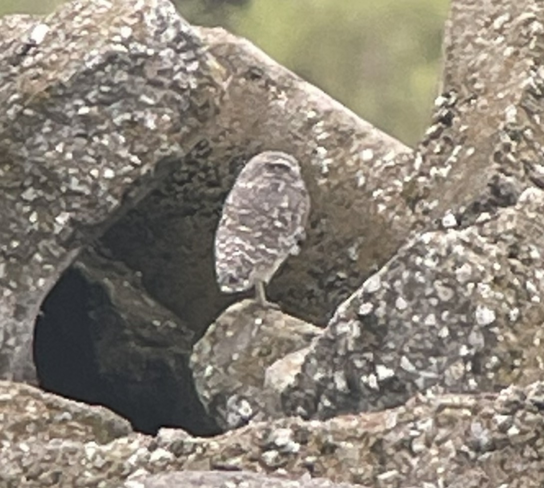 Burrowing Owl - ML644340056