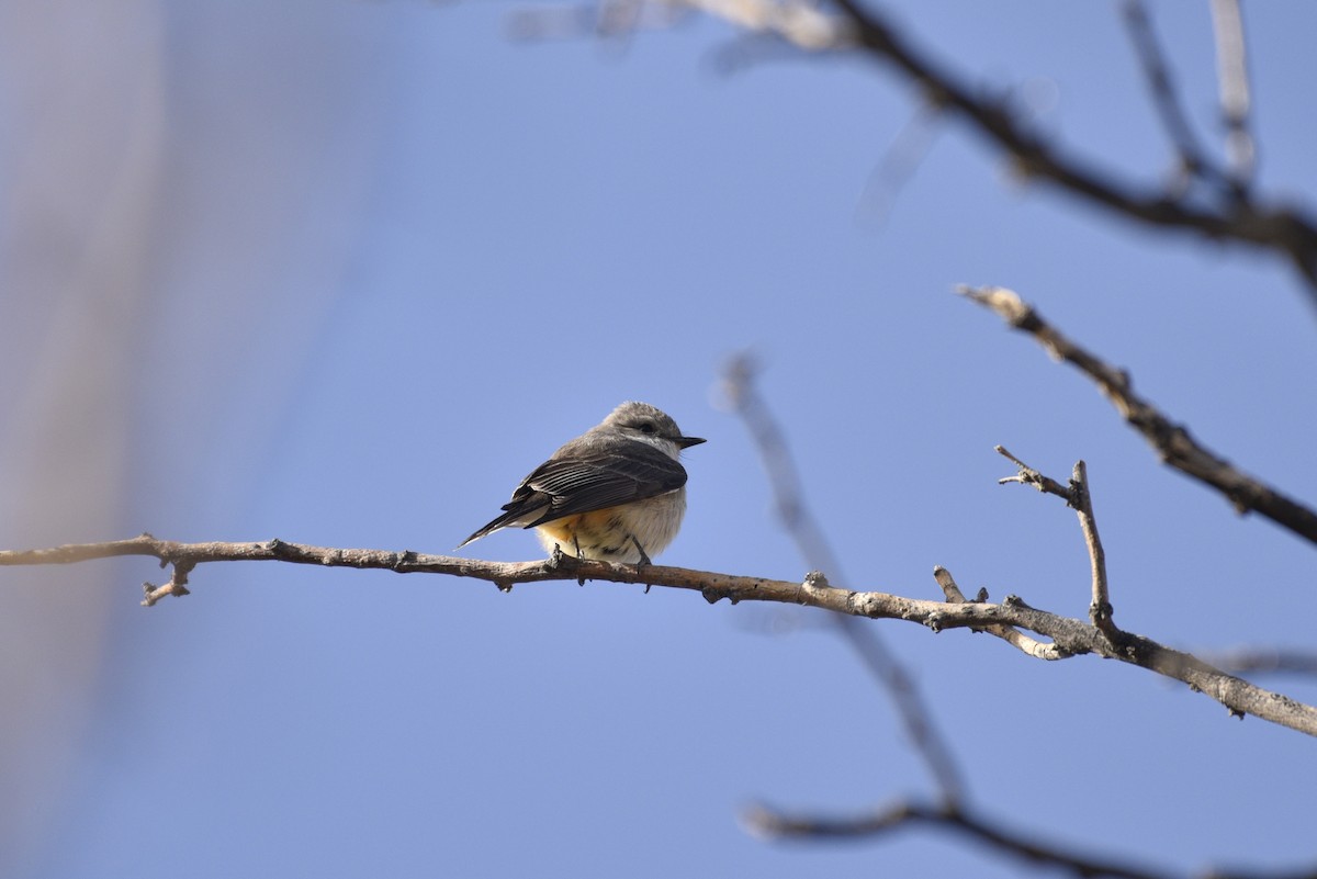 Vermilion Flycatcher - ML644340057