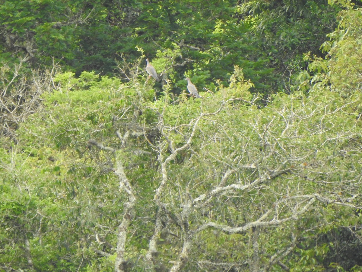 Picazuro Pigeon - ML644340058