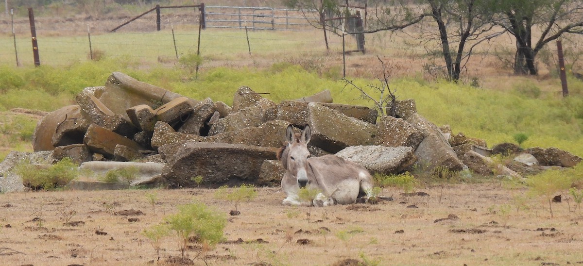 Burrowing Owl - ML644340060