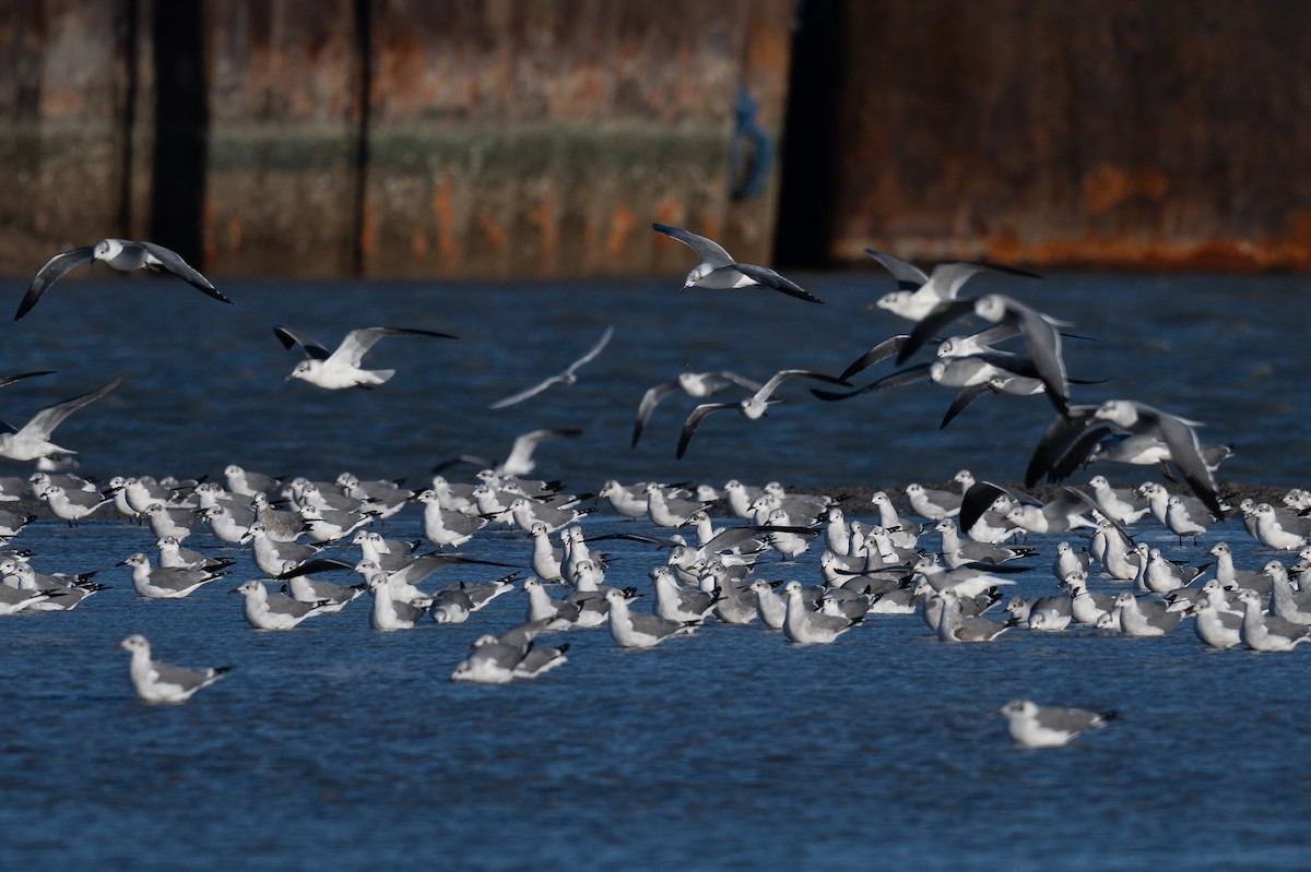 ワライカモメ - ML644340067