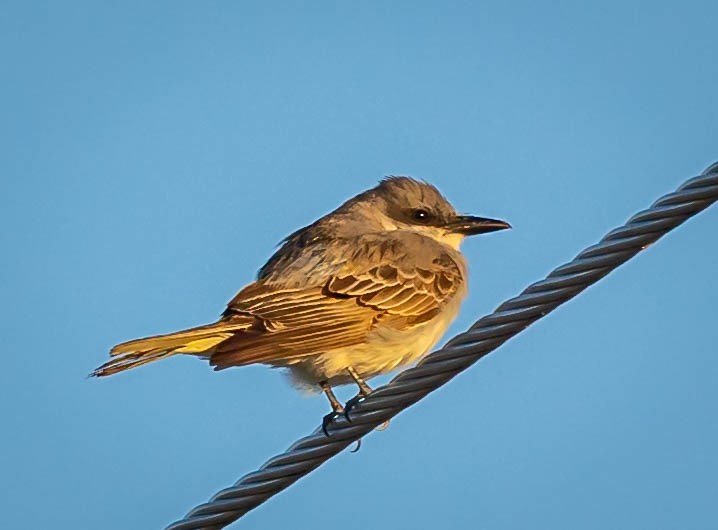 Gray Kingbird - ML644340075