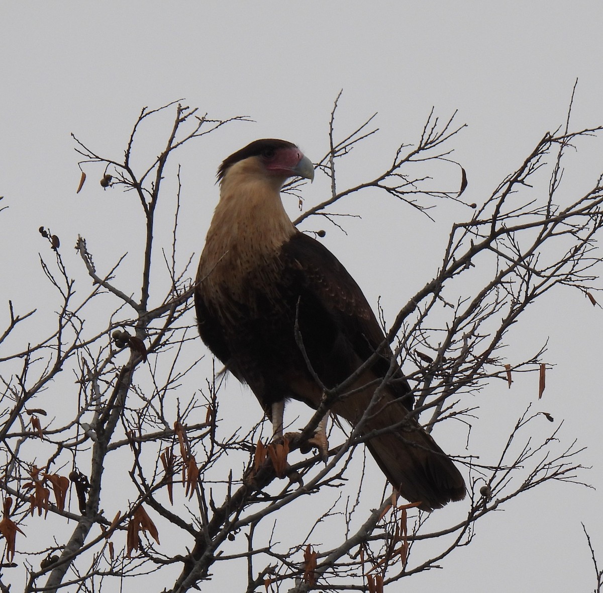 Равнинная каракара - ML644340077