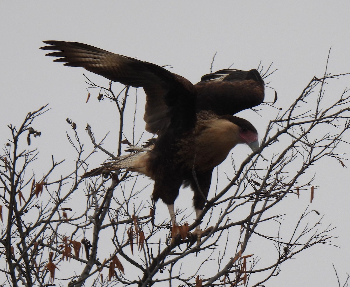 Равнинная каракара - ML644340078