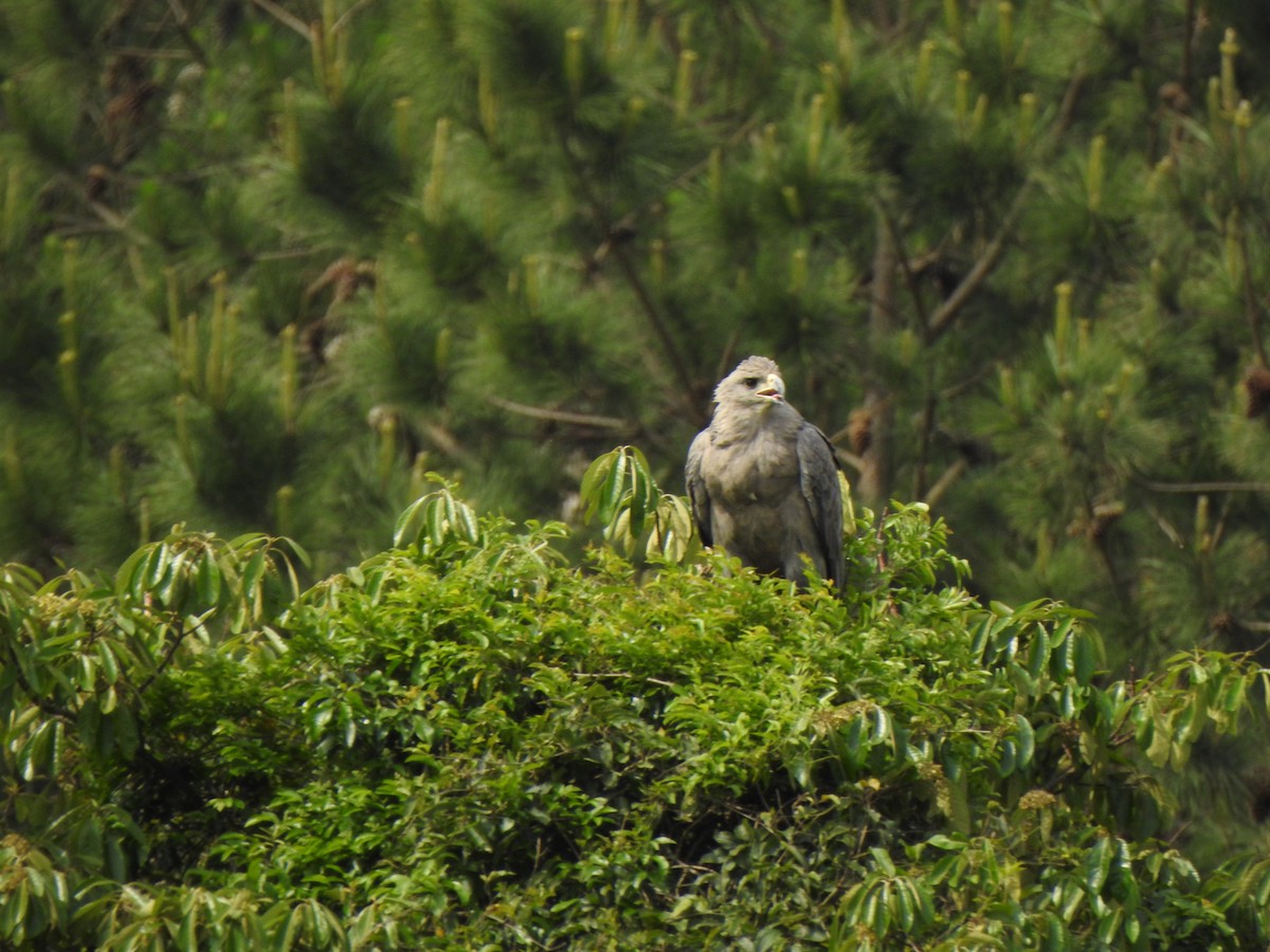 Chaco Eagle - ML644340079