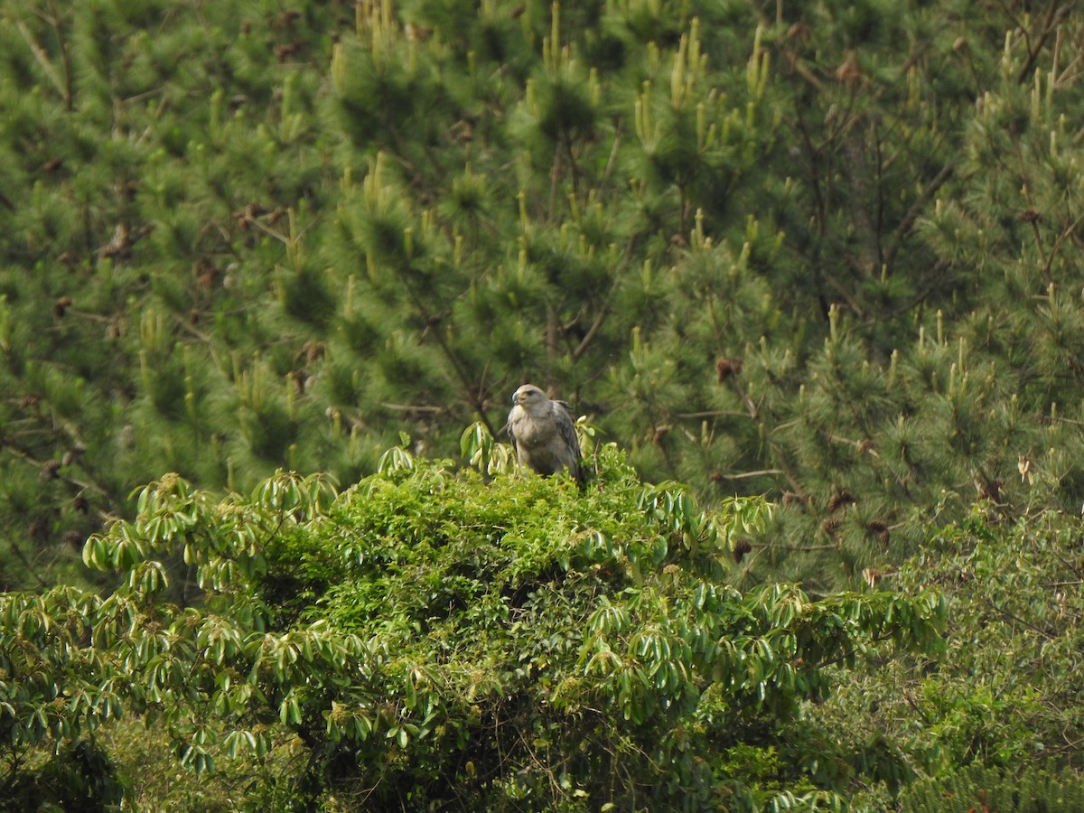 Chaco Eagle - ML644340080