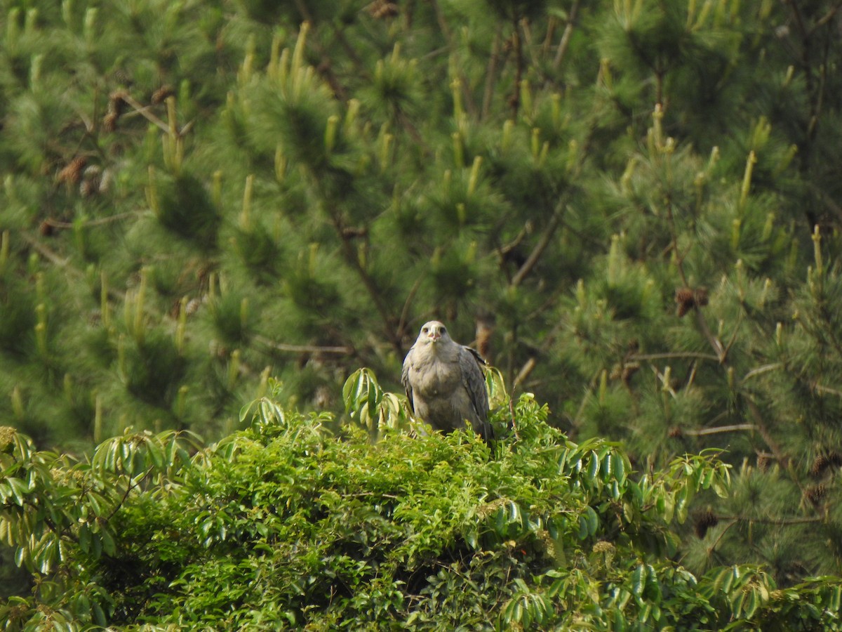 Chaco Eagle - ML644340081