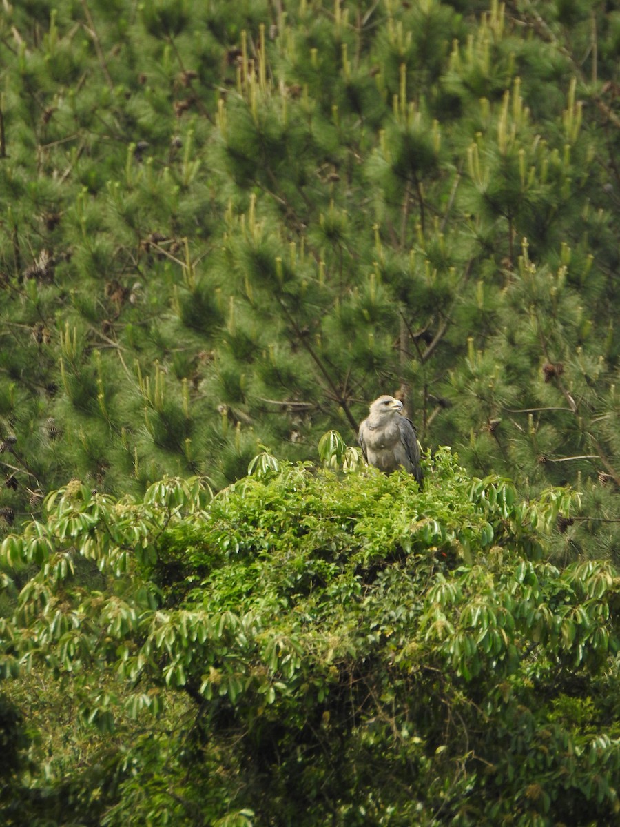 Chaco Eagle - ML644340082