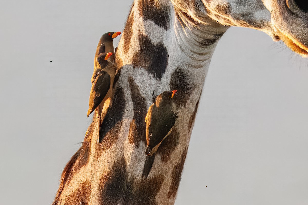 Red-billed Oxpecker - ML644340084