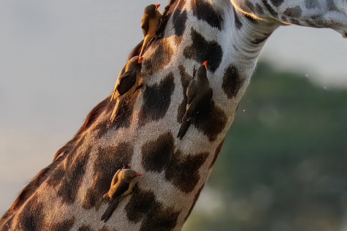 Red-billed Oxpecker - ML644340085