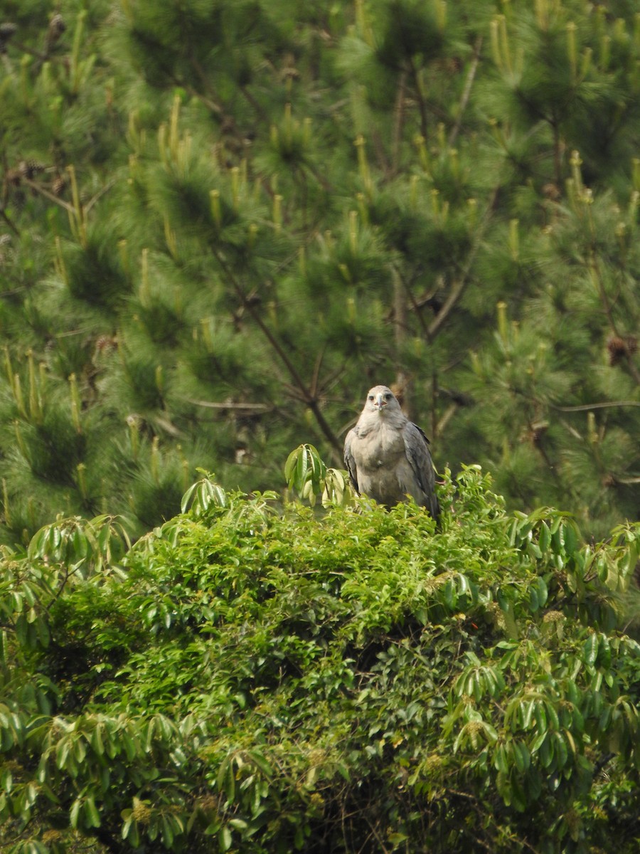 Chaco Eagle - ML644340086