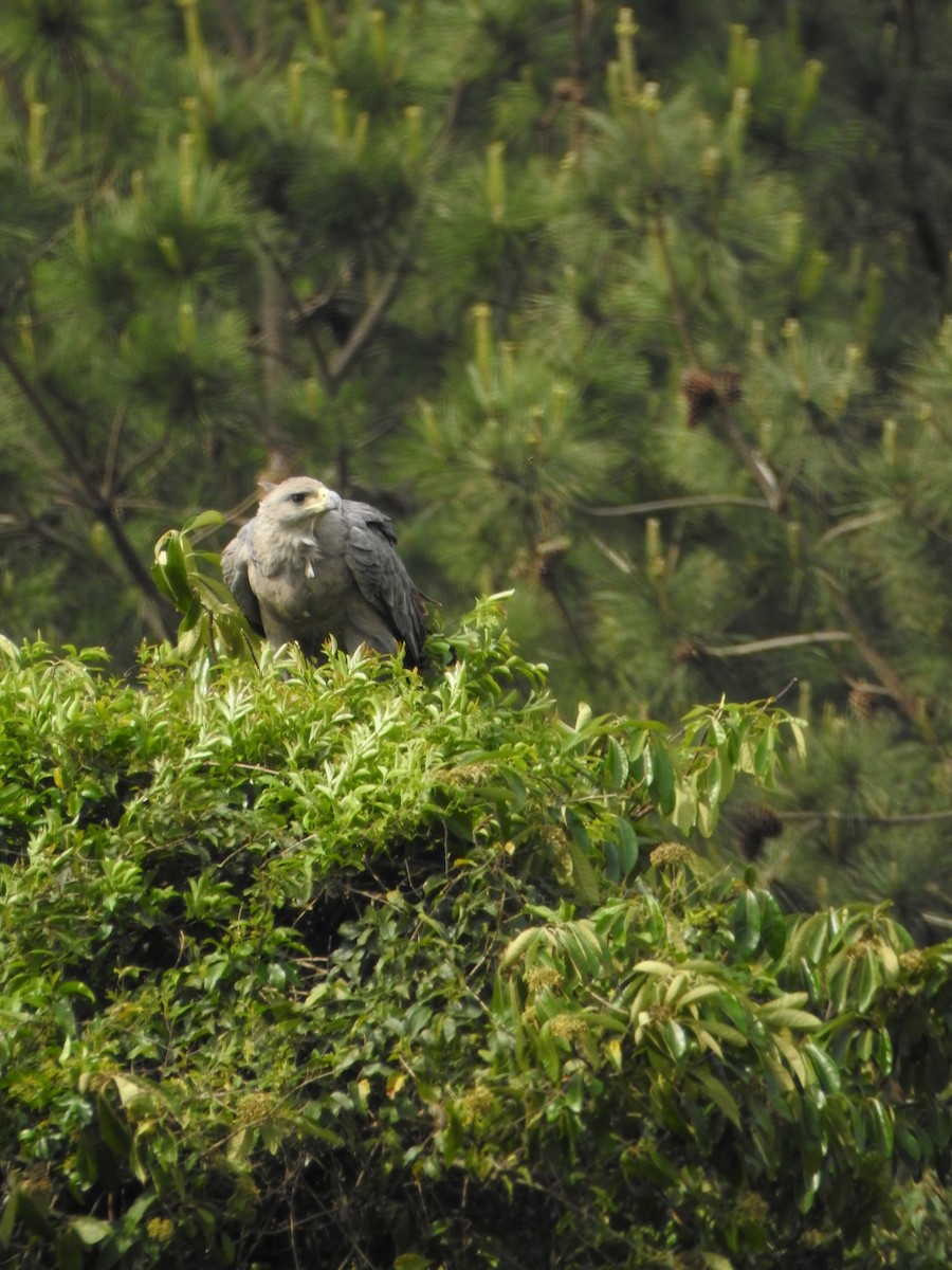 Chaco Eagle - ML644340087