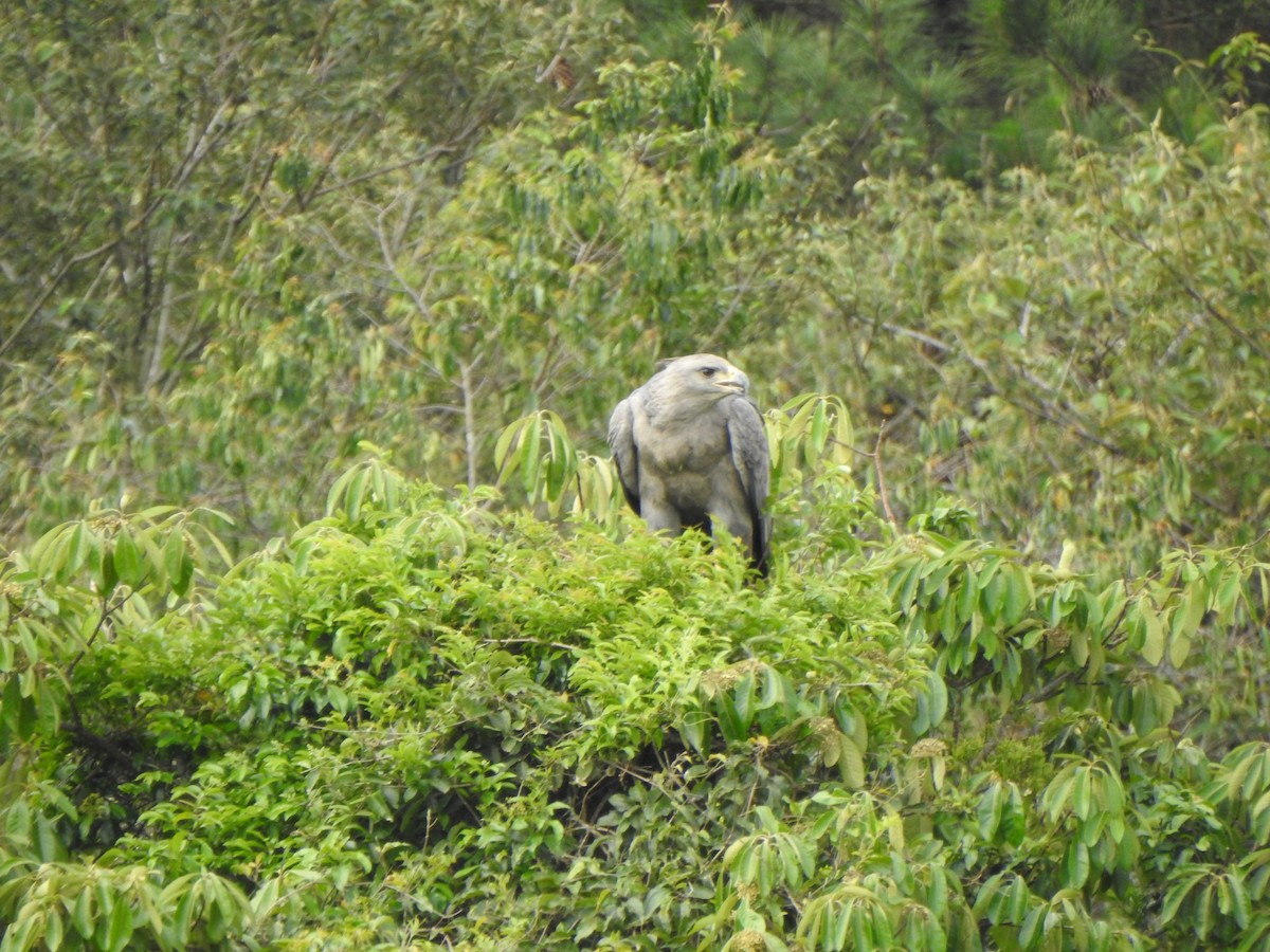 Chaco Eagle - ML644340088