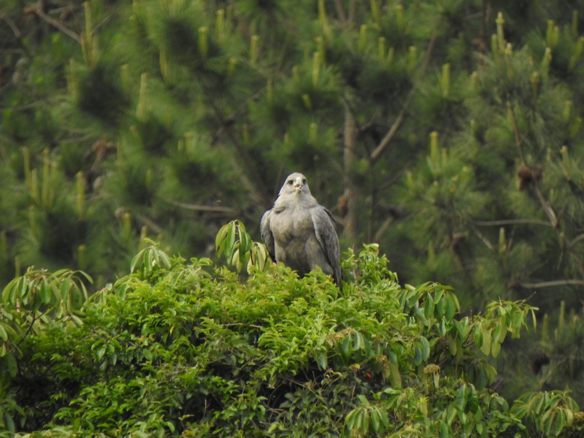 Chaco Eagle - ML644340089