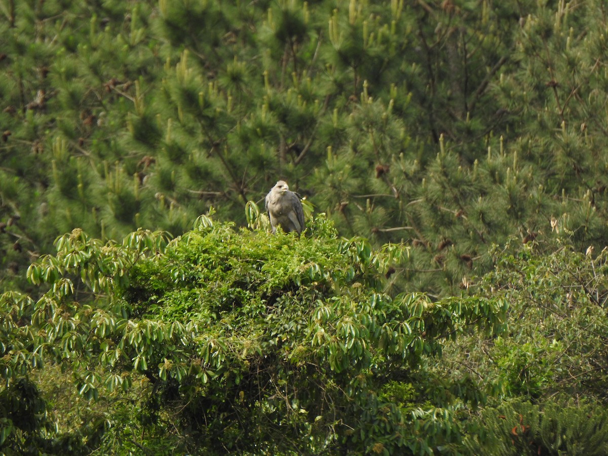 Chaco Eagle - ML644340090