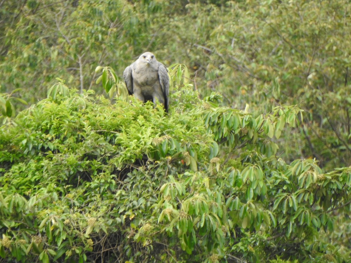 Chaco Eagle - ML644340092