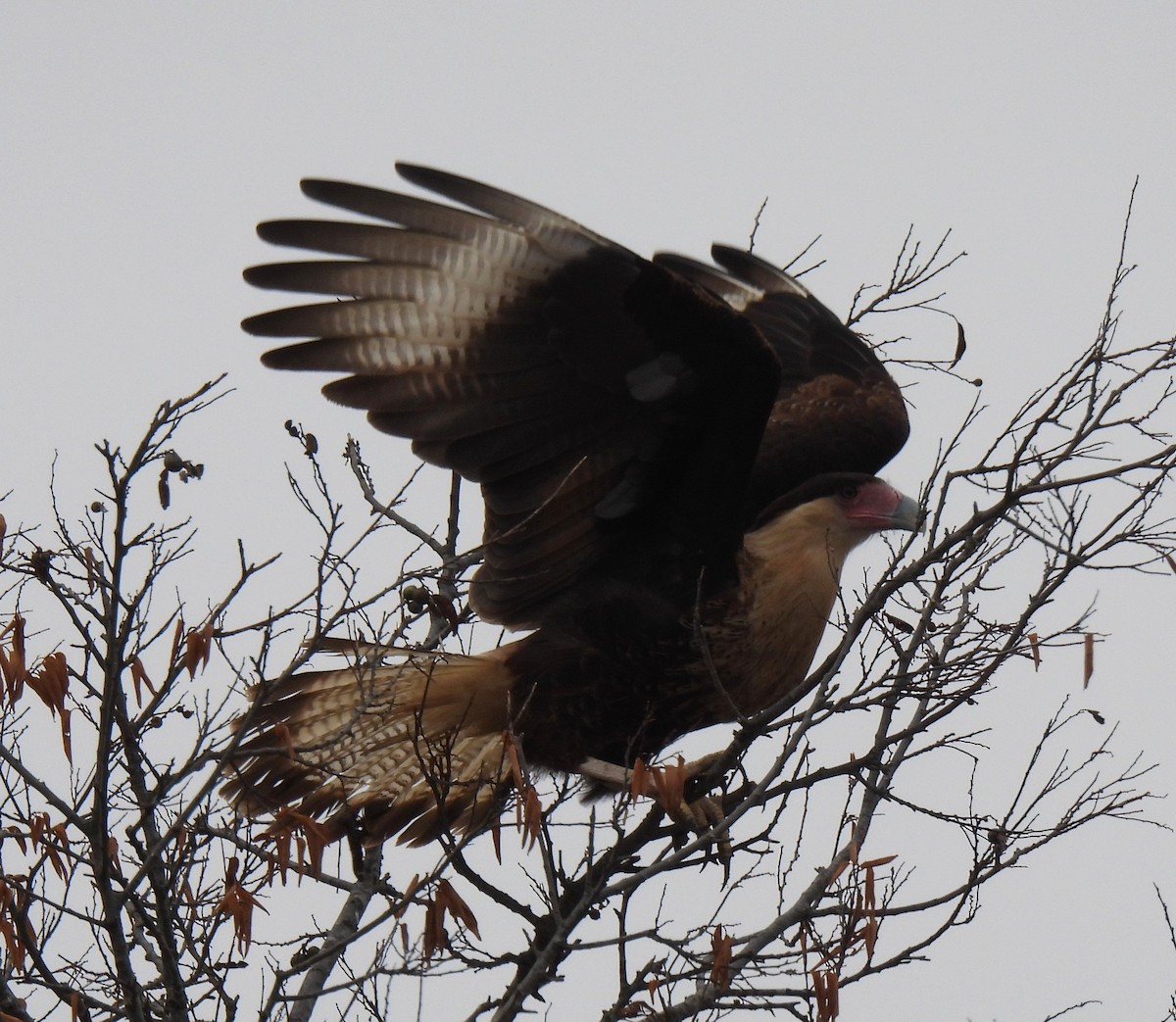 Равнинная каракара - ML644340094