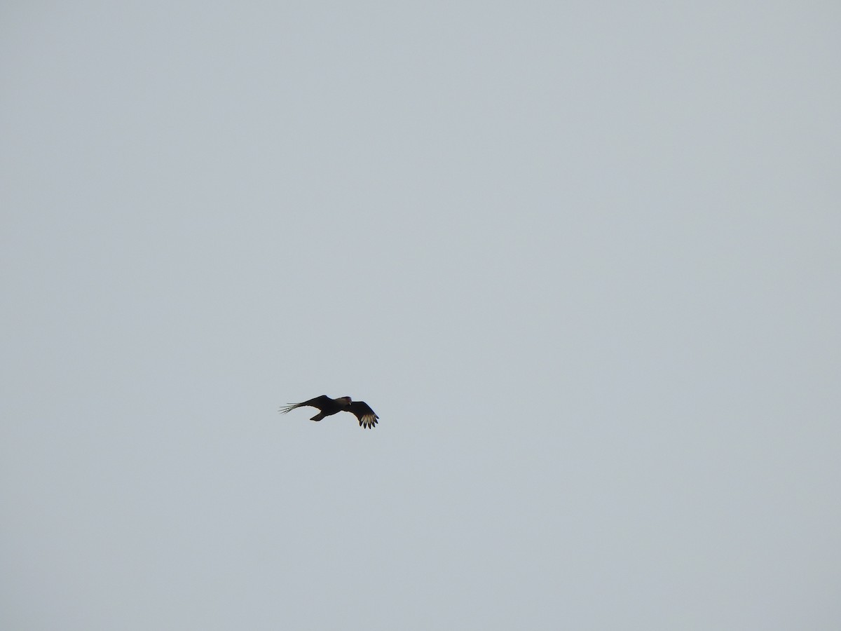 Равнинная каракара - ML644340113