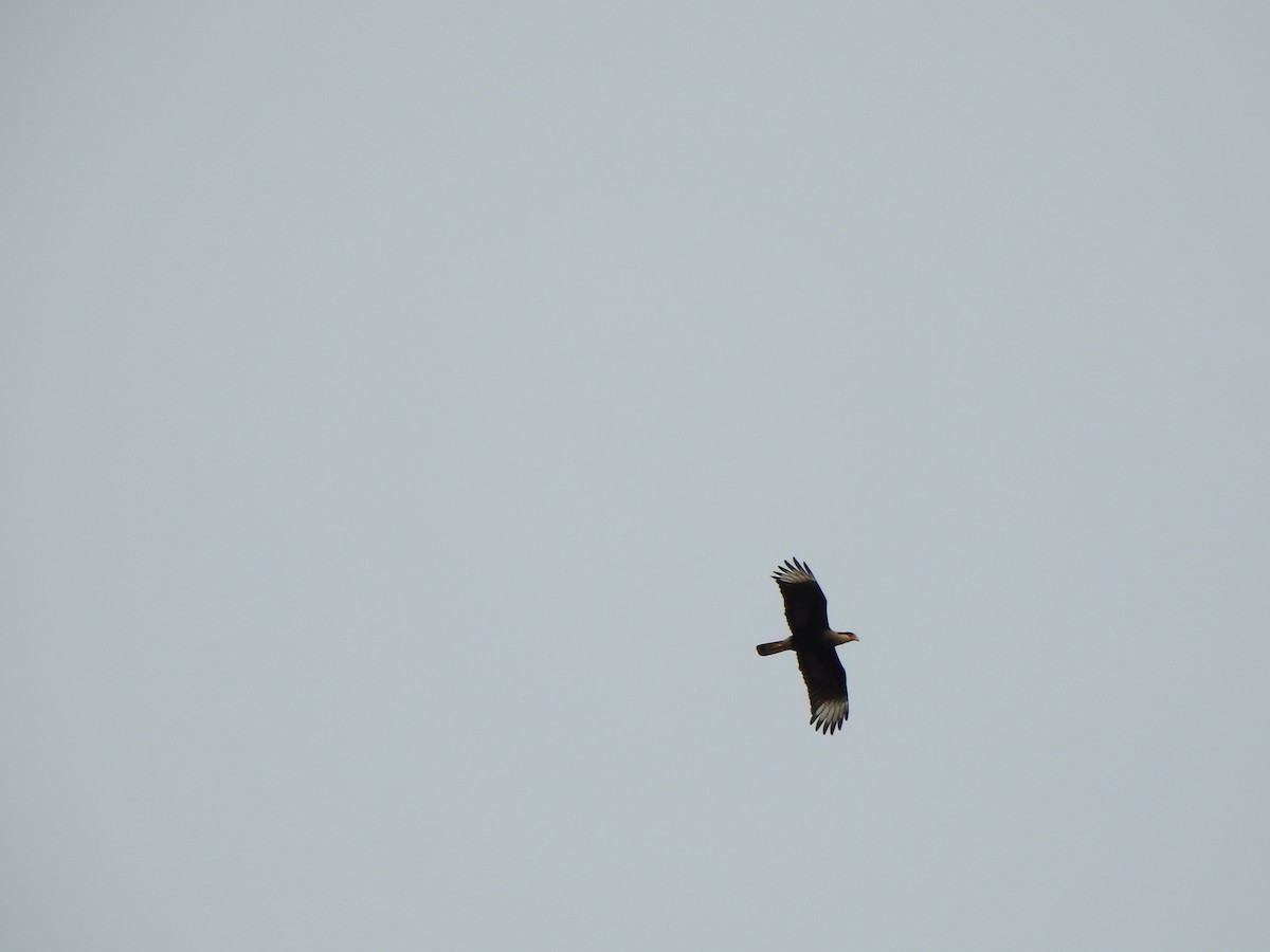 Равнинная каракара - ML644340114